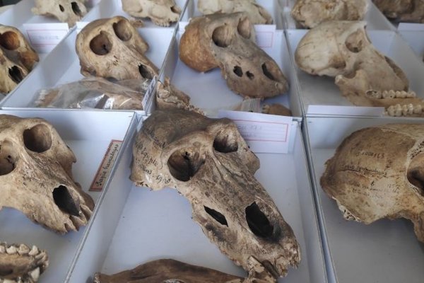 Científicos revelan nuevos conocimientos sobre las misteriosas momias de babuinos del antiguo Egipto