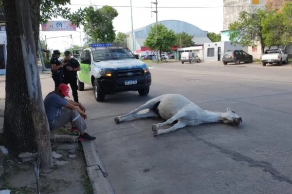 Sorpresivamente un caballo se desplomó y murió en plena vía pública