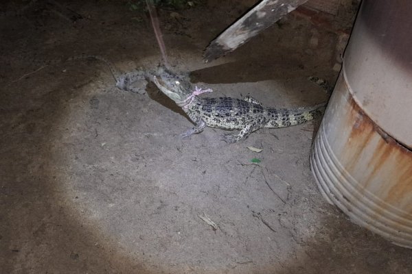 Corrientes: Apareció un yacaré en el patio de una casa