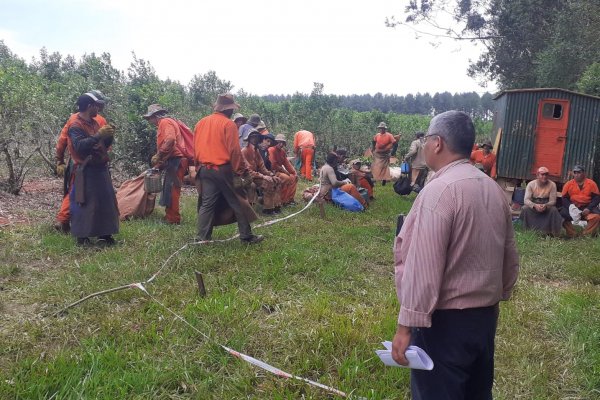 Colonia Liebig: inspeccionaron plantaciones de yerba por graves denuncias de irregularidades laborales