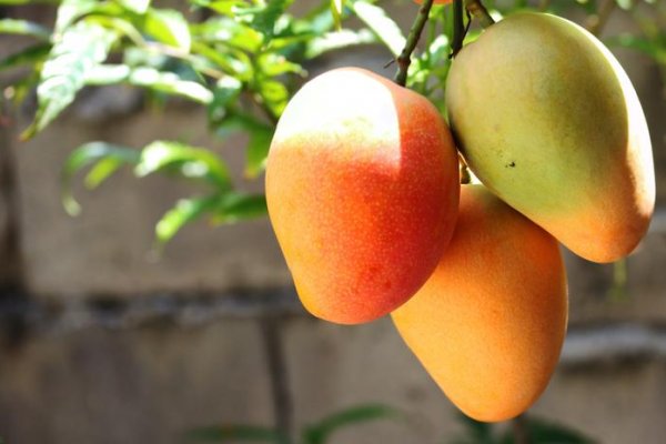 Preparativos para la Fiesta Provincial del Mango