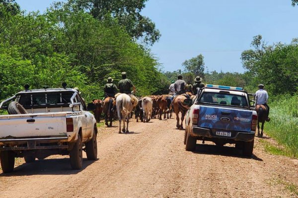 Cuatremismo en la costa del Río Uruguay: robaron 50 vaquillonas