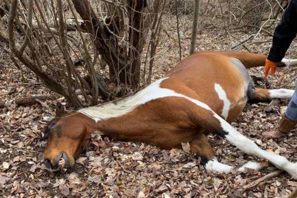 Alerta Se detectó un caso humano de Encefalitis Equina