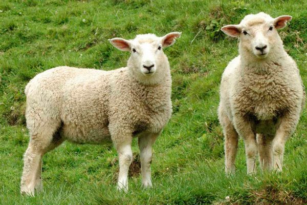 Otra sorpresa con la encefalomielitis equina: se contagió una oveja