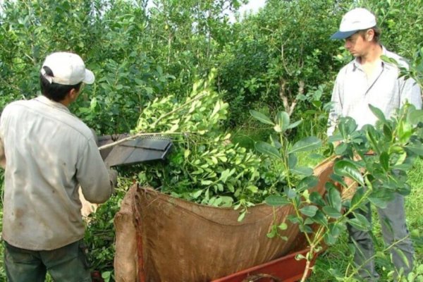 La yerba mate con precio “libre” y otros impactos del DNU en el campo y las economías regionales