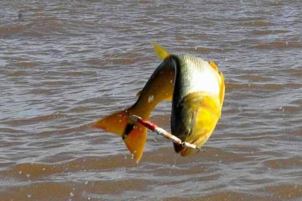 Prohíben la pesca en la zona de la Costanera Corrientes