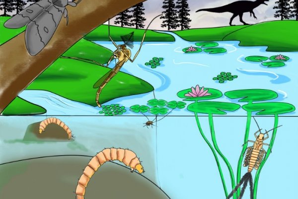 Aporte de CECOAL y UNNE en estudio de insectos que convivieron con los últimos dinosaurios en la Patagonia