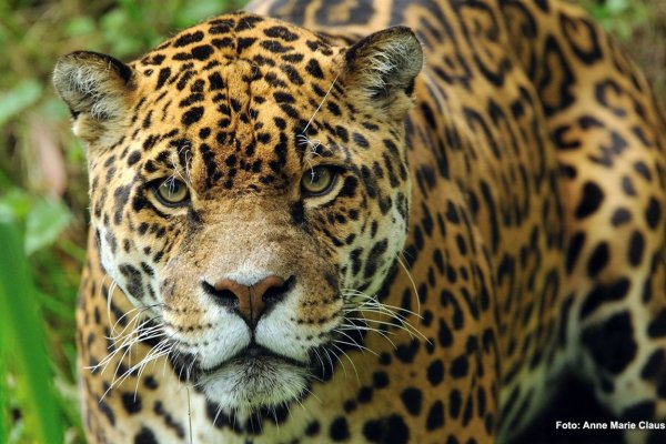 Un nuevo yaguareté llegó al Parque Iberá