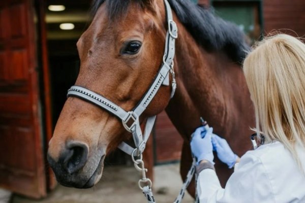 Confirman un muerto por encefalitis equina en Santa Fe y hay 12 casos en el país incluida Corrientes