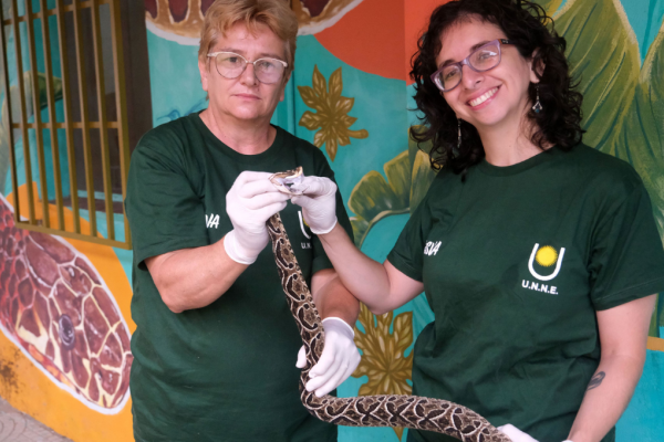 Corrientes: centro universitario extiende la vida de serpientes claves para obtener un antídoto