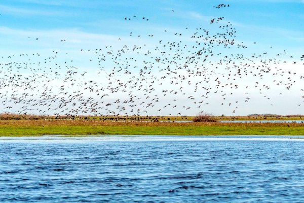 Más de 60 mil personas visitaron el Parque Iberá en Corrientes durante el año pasado