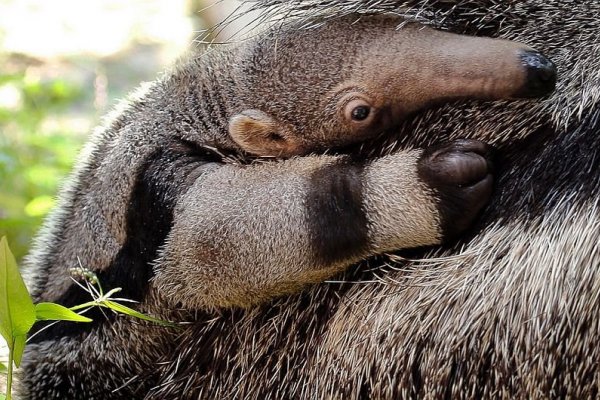 Nació una cría de oso hormiguero en el Parque Nacional Iberá