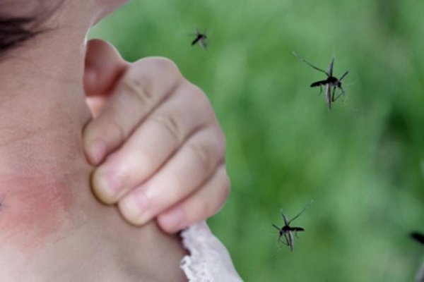 Dengue: una responsabilidad de todos