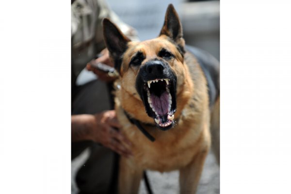 Perros clonados, policía militar y profecía literaria