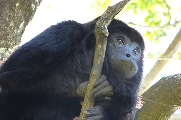 Cuantificaron presencia y amenazas que soportan grupos de monos aulladores en Corrientes