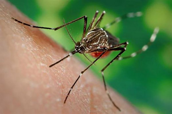 En el noreste se intensificó la circulación de dengue en los últimos días
