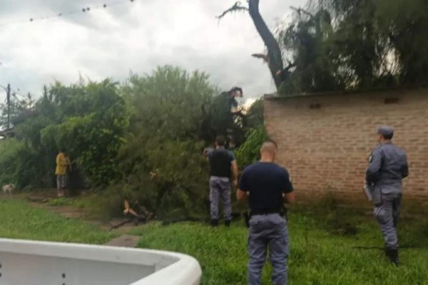 Tragedia en Chaco: murió aplastado por un árbol