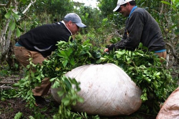 DNU de Milei: Asociaciones de yerbateros no descartan un tractorazo nacional