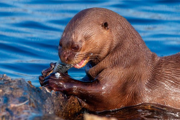 Reintroducción de especies: desde Alemania llegarán dos nutrias gigantes a Corrientes