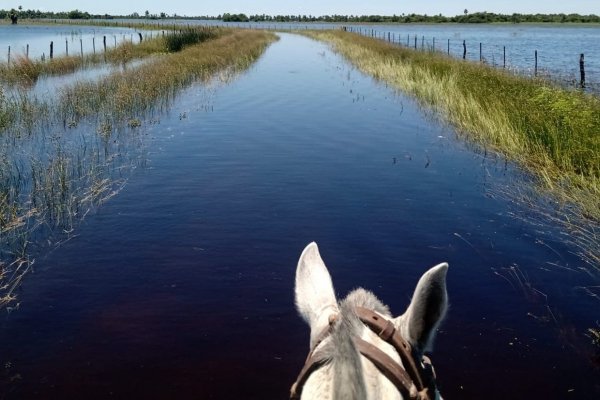 En Corrientes hay 10.000 hectáreas de arroz tapadas por el agua: El año pasado se habían perdido el doble, pero por la sequía