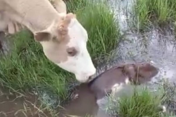 Corrientes: Hay campos totalmente bajo el agua, donde las vacas paren y los terneros mueren ahogados