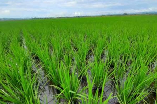 Suman miles de hectáreas de arroz perdidas por las inundaciones