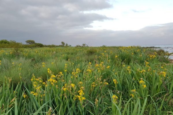 Prohíben la comercialización y cultivo de una especie de flor amarilla en Corrientes