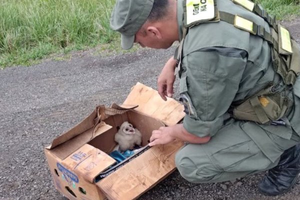 Ituzaingó: transportaba una lechuza en su camioneta