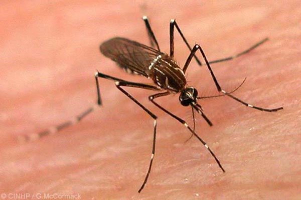 Dengue: murió una mujer en Misiones y preocupa el aumento los casos en el NEA