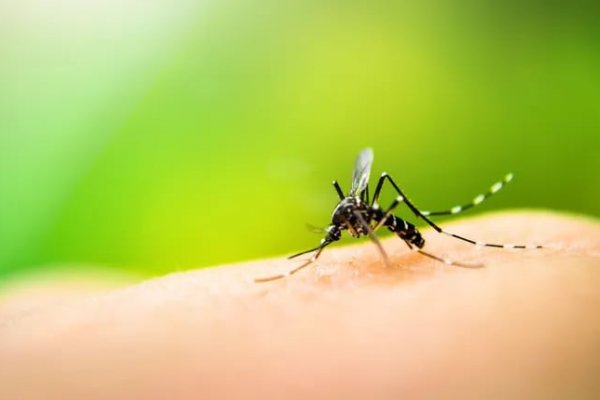 Dengue letal: otra muerte y van diez en Corrientes