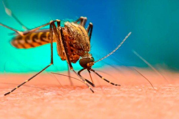 Mas de 22.000 casos de dengue y 16 muertes entre finales de julio y enero