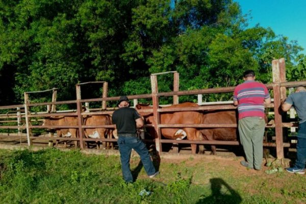 Alvear: evitaron traslado de 27 animales vacunos sin ningún tipo de documentación