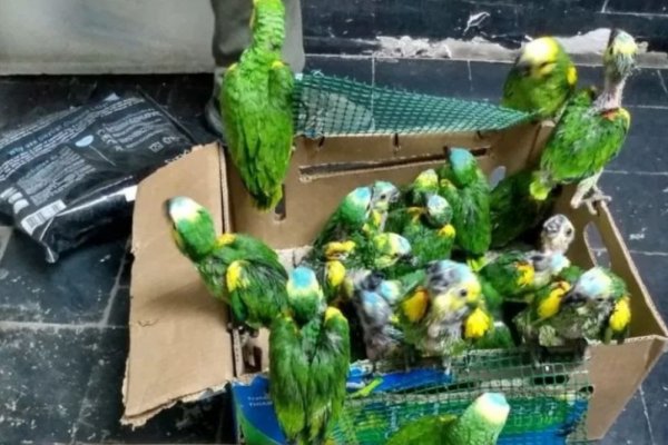 Regresan a su hábitat a loros que iban a ser vendidos ilegalmente