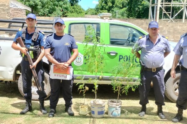 Secuestran plantas de marihuana en un pueblo del interior de Corrientes