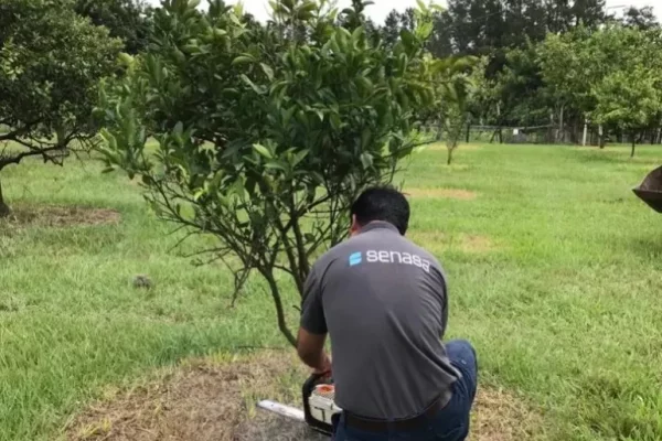 HLB en Corrientes: el Senasa detectó un caso