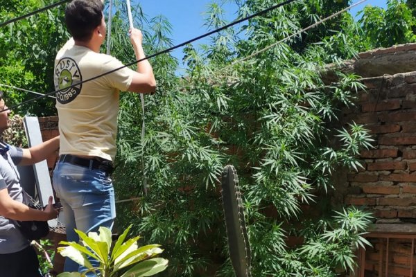 Otra vez: incautan más plantas de marihuana en la ciudad de Corrientes