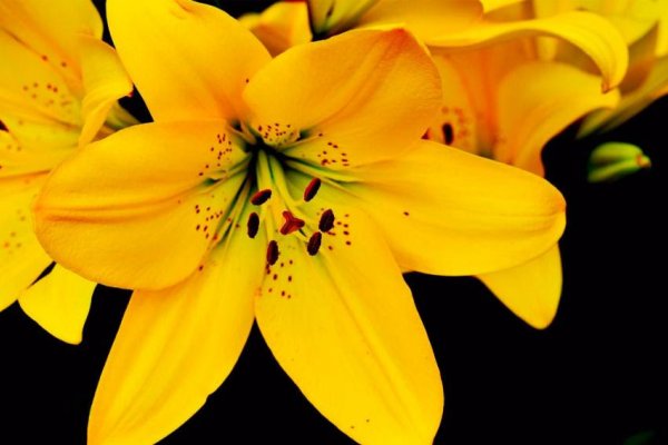 Corrientes prohíbe el lirio amarillo, una flor exótica que pone en riesgo los humedales