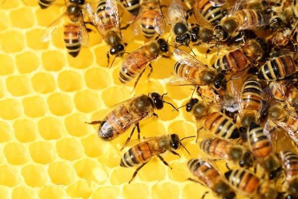 Corrientes: hombre perdió la vida por el ataque de un enjambre de abejas
