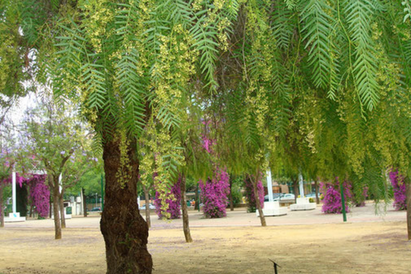 El árbol argentino que espanta los mosquitos también se encuentra en Corrientes