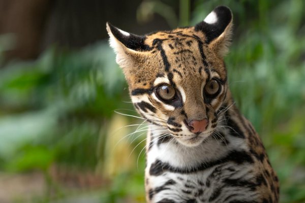 Lila: la primera ejemplar extranjera de ocelote que arribará al Iberá