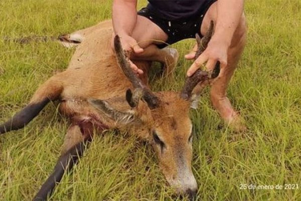 Corrientes: Mató a un ciervo de los pantanos, subió las fotos a redes y ahora es investigado