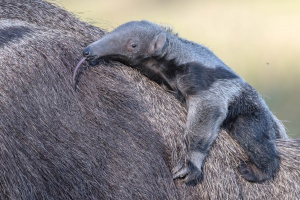 Nació una cría de oso hormiguero en el Parque Nacional Iberá
