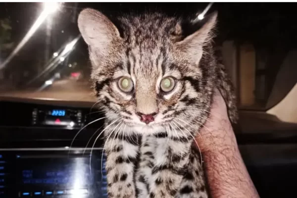 Corrientes: la Policía rescató a un gato montés que fue atropellado