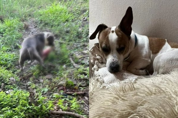 Un pitbull mató a un perro en Corrientes y los vecinos denuncian que el dueño “lo entrena para cazar