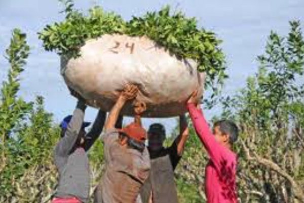 Mate frio: Misiones y Corrientes enfrentadas por la actividad yerbatera