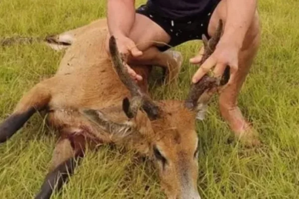 Corrientes: detuvieron al joven que mató un ciervo de los pantanos y se fotografió