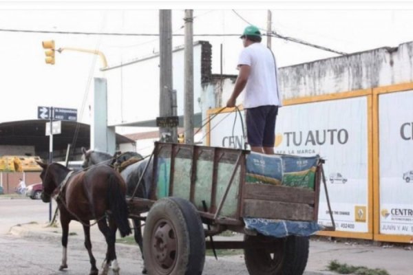 Corrientes: carreros abandonaron su caballo que se había desplomado sobre una avenida