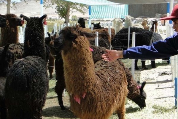 Inició la 33ª Feria de la Puna innovación y tradición en Catamarca