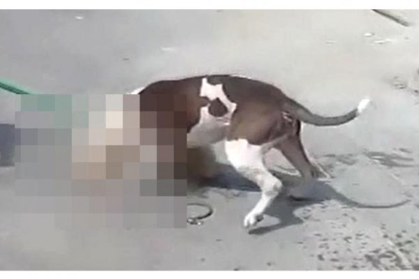 Horror: Se acercó a ver con qué jugaba su perro y era un pie humano