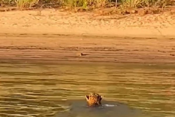 Yaguareté fue visto nadando en el río Paraná en la zona de Itá Ibaté Corrientes